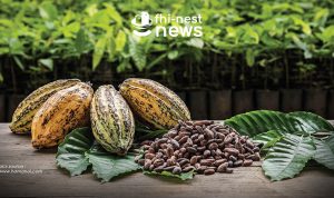 FHI NEST News Sejarah Cokelat di dunia