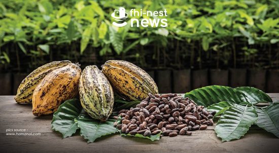 FHI NEST News Sejarah Cokelat di dunia