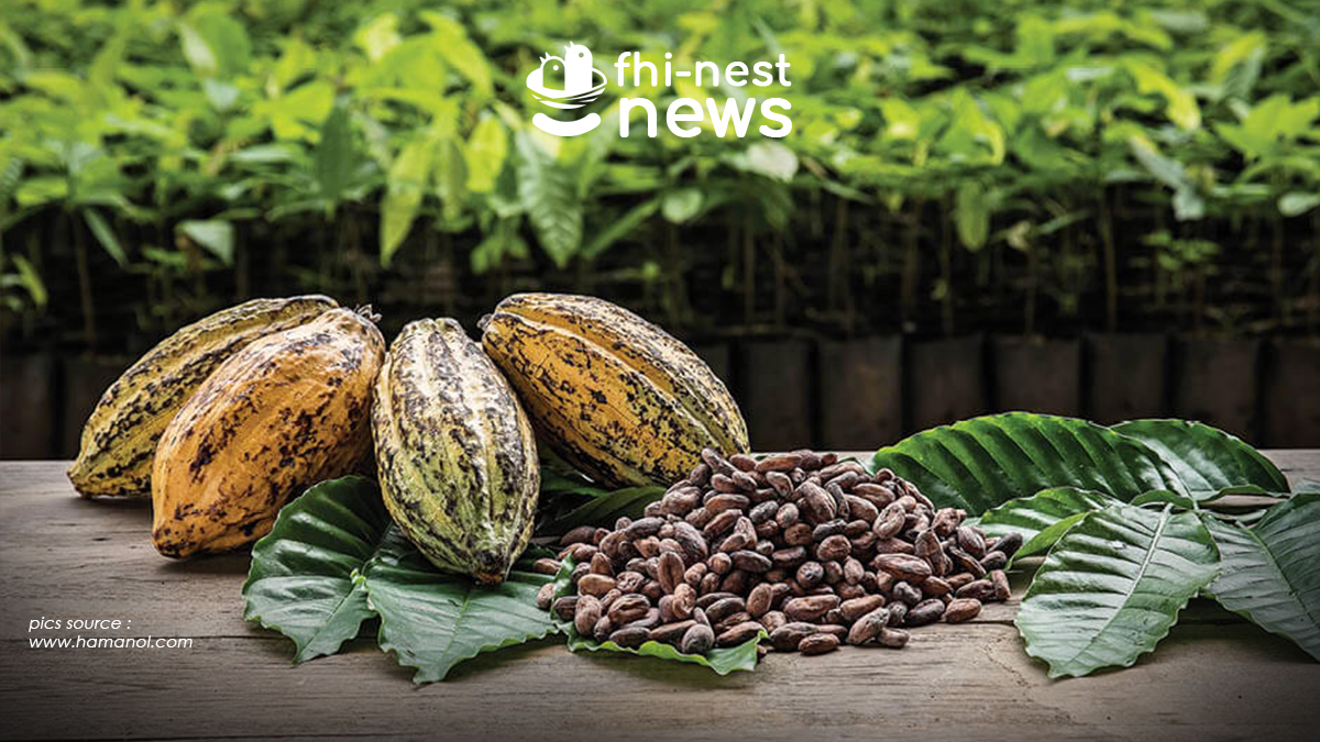 FHI NEST News Sejarah Cokelat di dunia